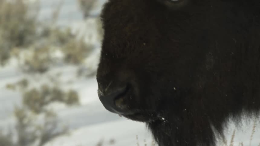 Close up of a bison's face/nose as it walks along a wintery landscape