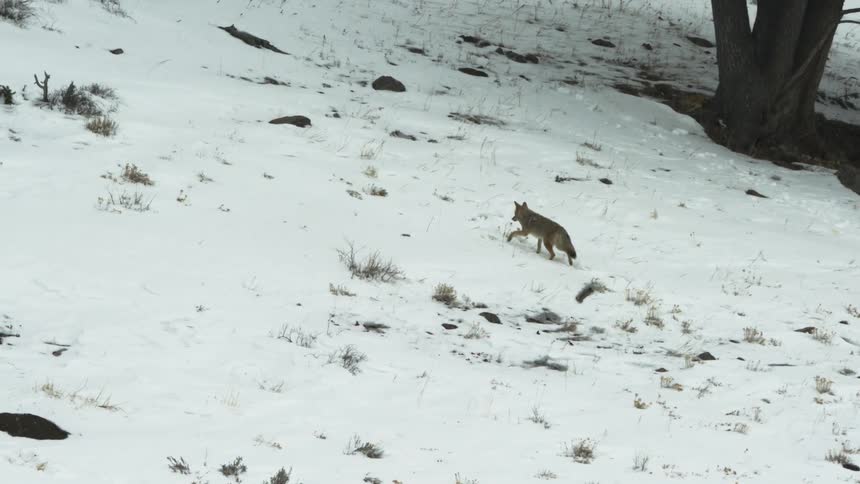 A coyote walking on a snow covered hill during the day