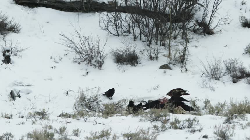 A group of ravens and a golden eagle eating a carcass on snow covered ground