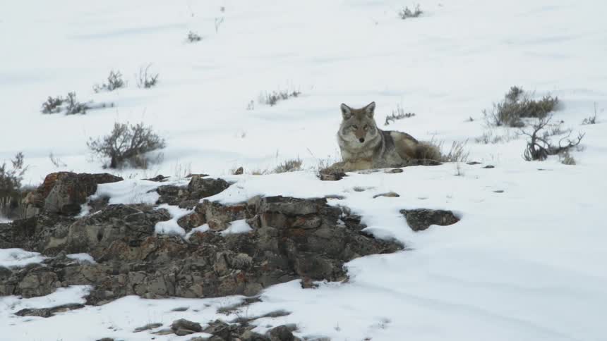 A coyote laying down in the snow