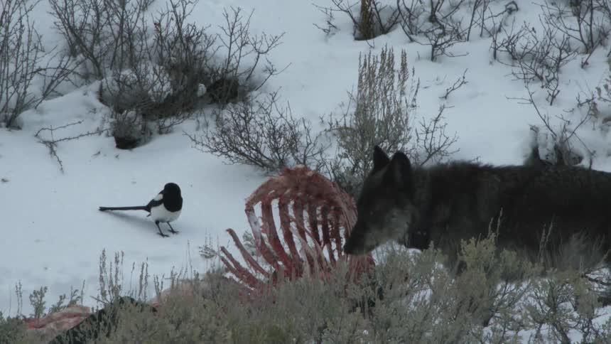 A wolf drags a carcass in the snow