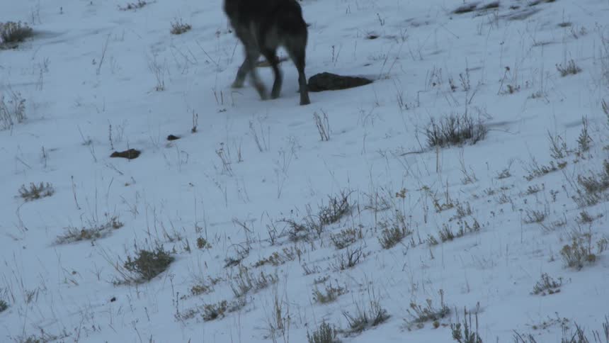 A wolf walks up a snow covered slope while sniffing at the ground