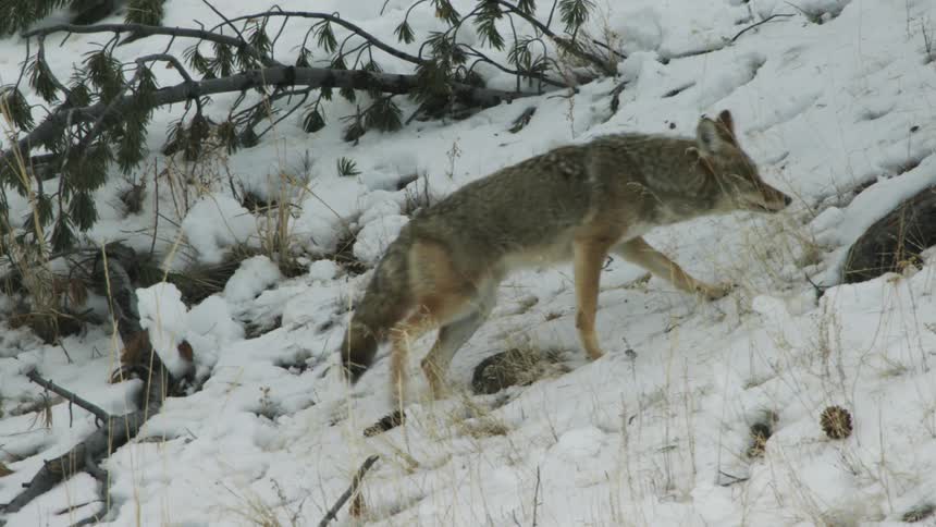 A coyote moving up on a hill covered in snow during the day