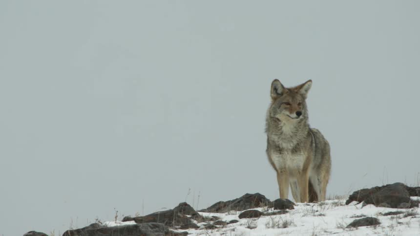 A coyote on the top of a snow covered hill
