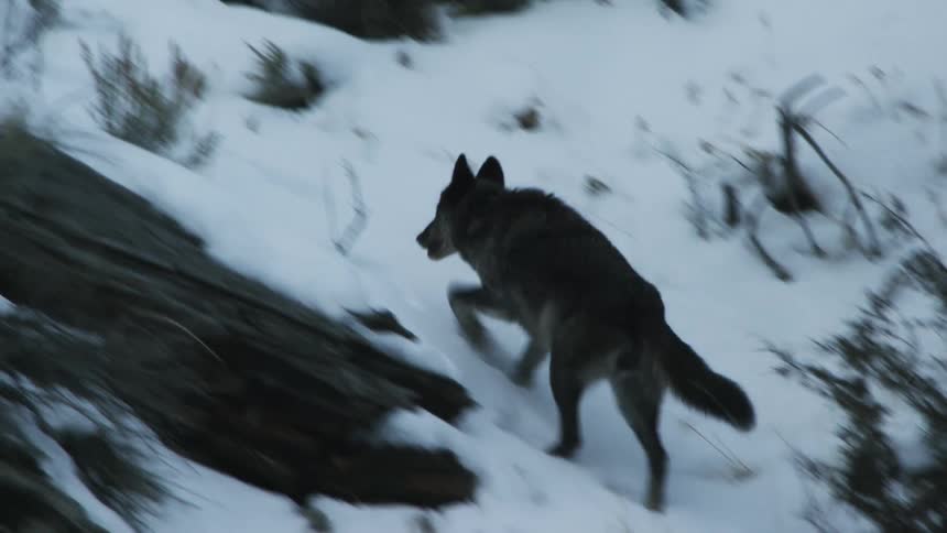 A wolf ambles up a snow covered hill