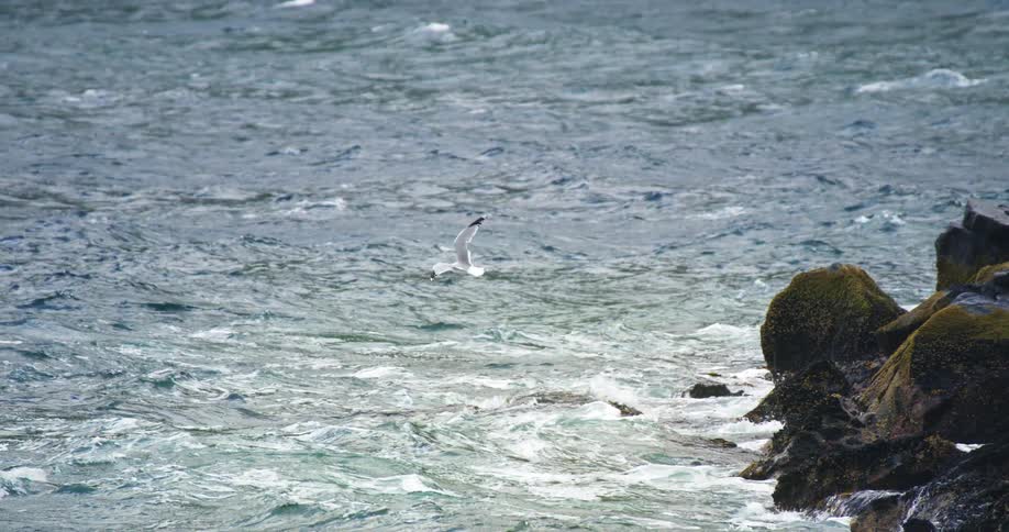 Seabird flies low over ocean water near shore