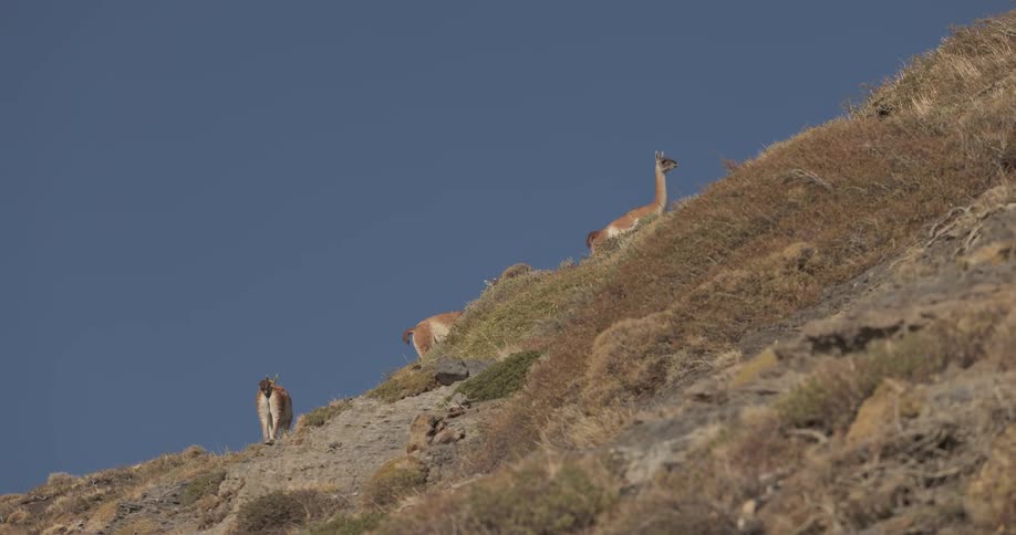 Guanaco climbs a mountain slope