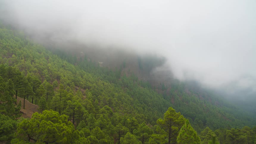A dense fog moves up a mountain slope
