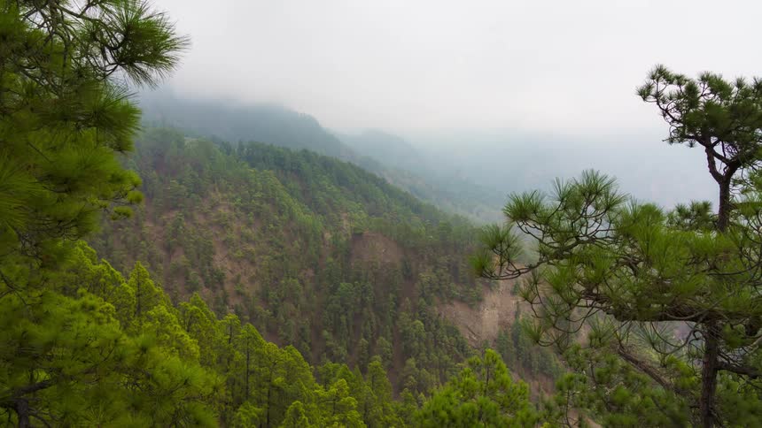 Fog drifts over a mountain slope covered in a forest of tall pine trees
