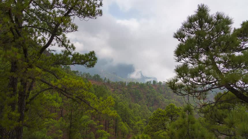 Clouds and fog move above and around a forest