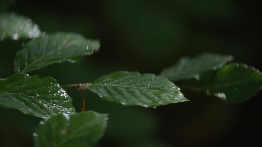 Plant leaves covered in dew