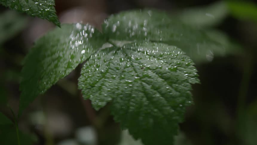 Plant leaves covered in dew