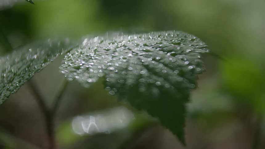 A close up clip of a green leaf