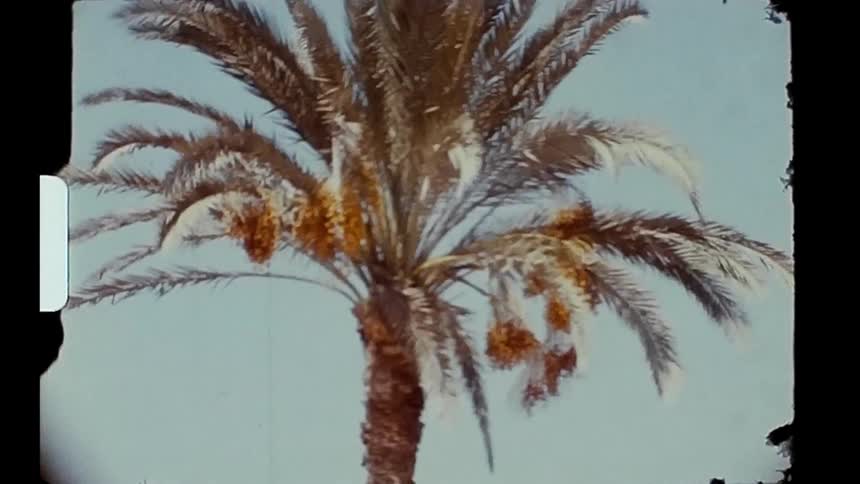 Coconut tree in a tropical environment during the day
