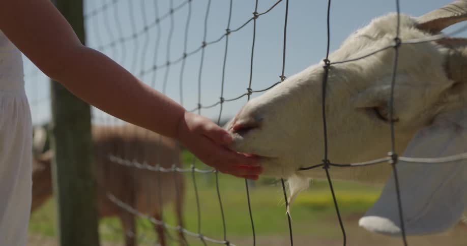 A girl is feeding a goat through a wire fence on a sunny day