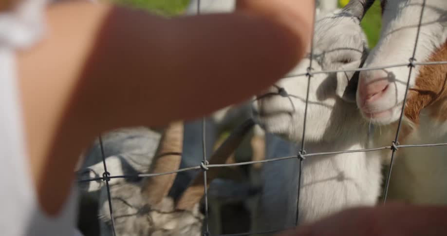 A clip of ladies feeding some white goats