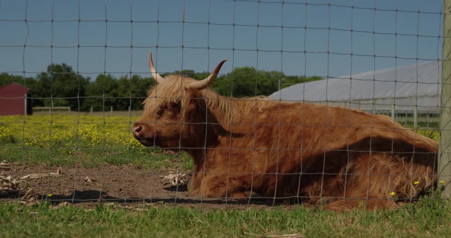 A highland cow resting in a field behind a fence