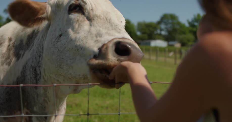 A woman hands feeds a large cow that is in an enclosure at a farm