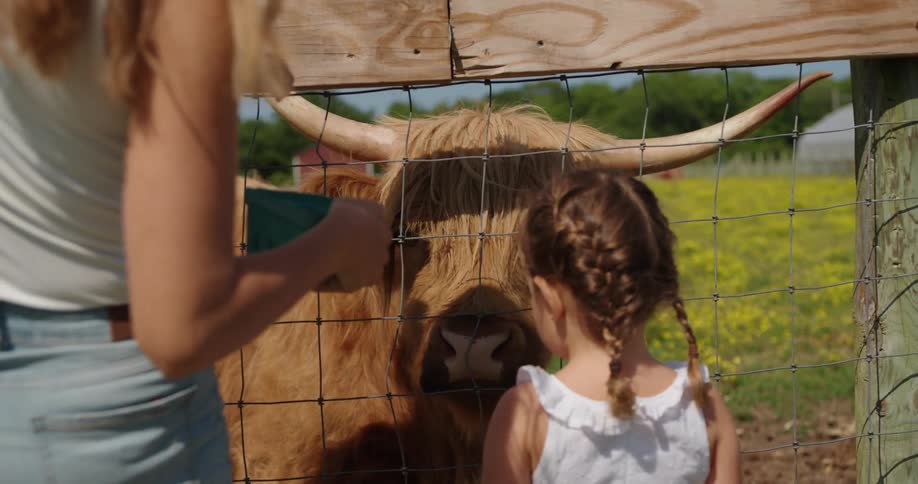 Mother and daughter feed a hairy cow through a fence on the farm