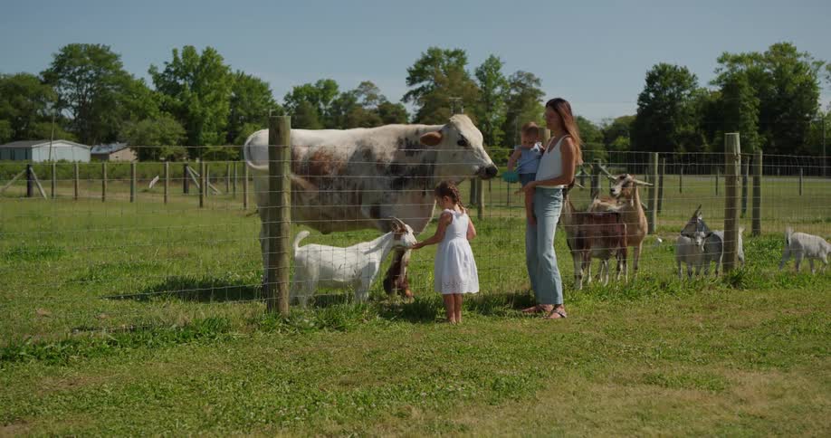 A family feed the farm animals