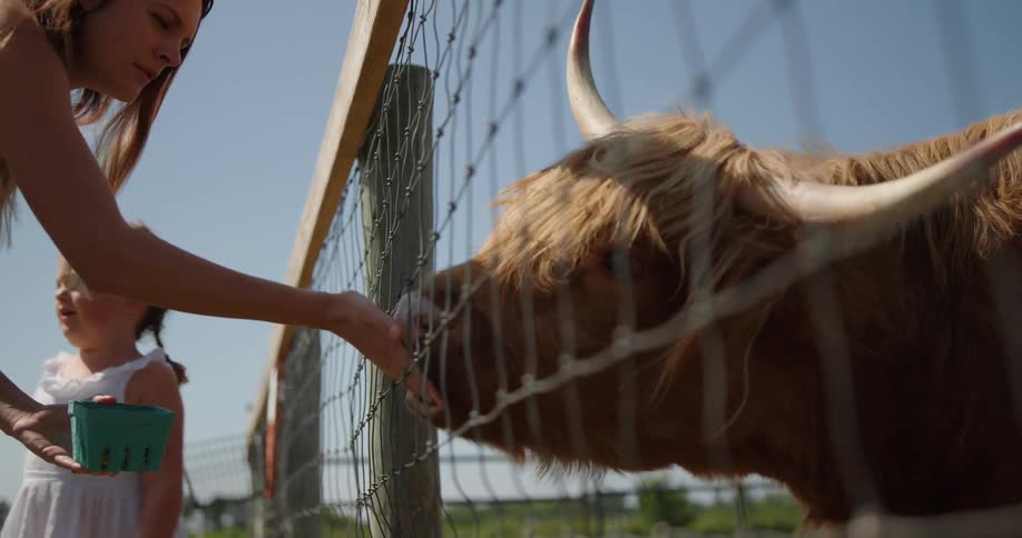 A woman with a daughter feeds a shaggy cow