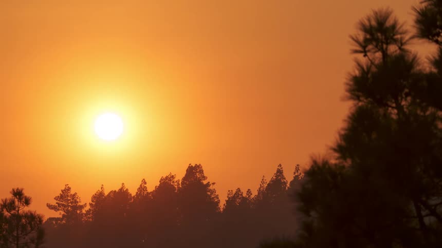 A golden sunset with a bright sun and a forest of pine trees in silhouette