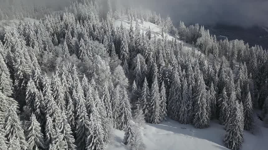 Aerial perspective of a dense forest covered in snow with low clouds in the background