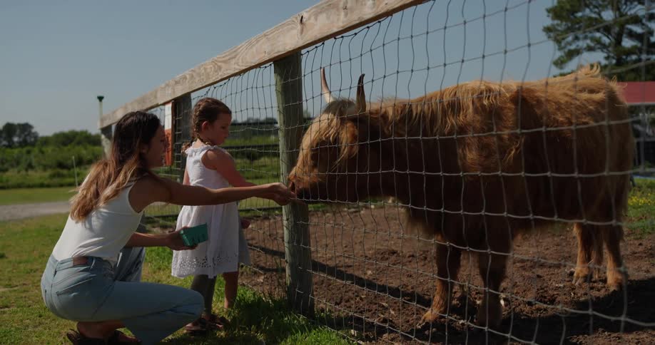 A mother is with a little girl and a baby feeding a shaggy cow through a safe fence