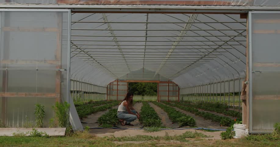 A woman kneels in a greenhouse with and picks a strawberry