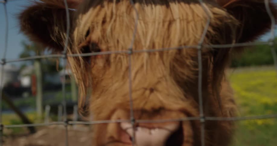 A close up of a highland cow walking toward the Camera