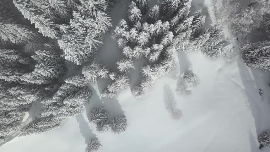 A forest filled with tall pine trees is coated in a thick layer of snow