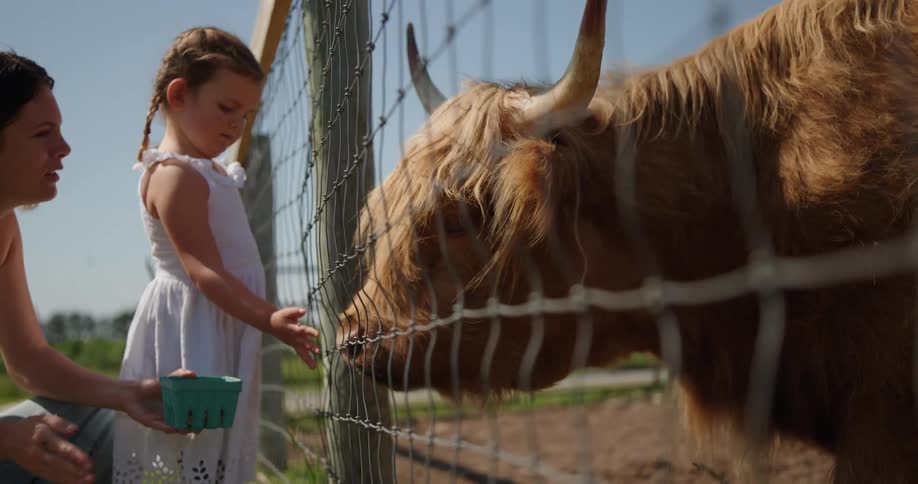 After feeding bovine with her mother a girl shakes her hand to dry it