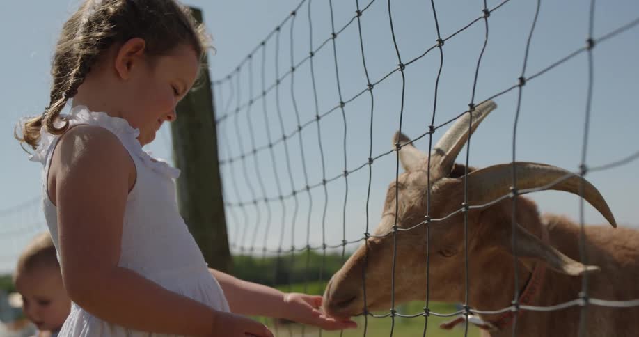 A little girl feeds a goat through a fence during the day