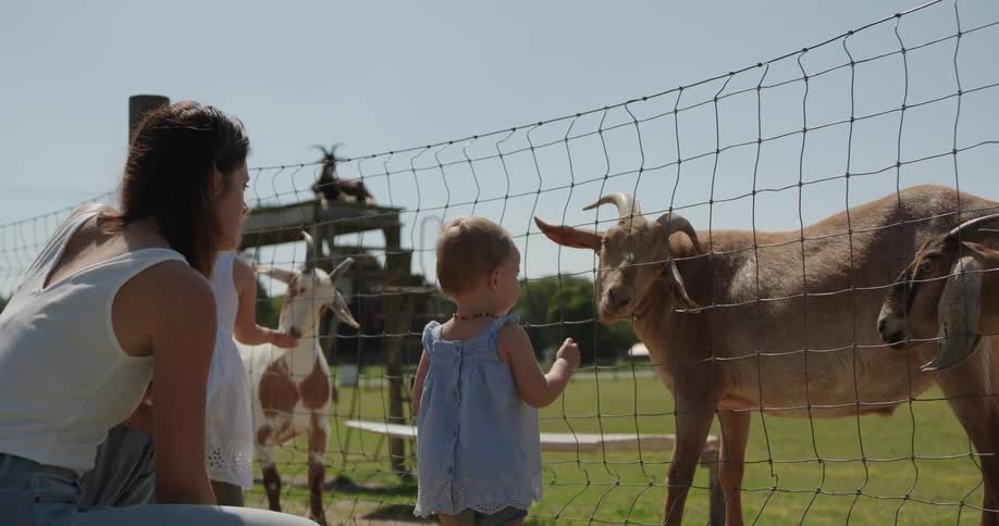 A woman watches her two young daughters hand feed goats through a fence
