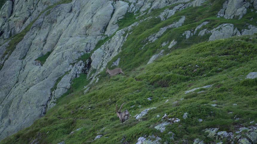 An ibex starts descending a mountain slope and another follows it