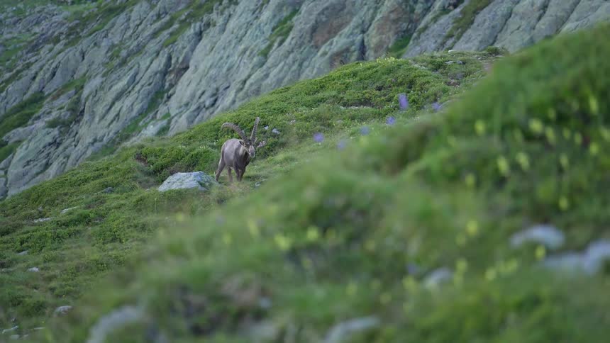 A wild goat with huge horns on a hill with lots of grass