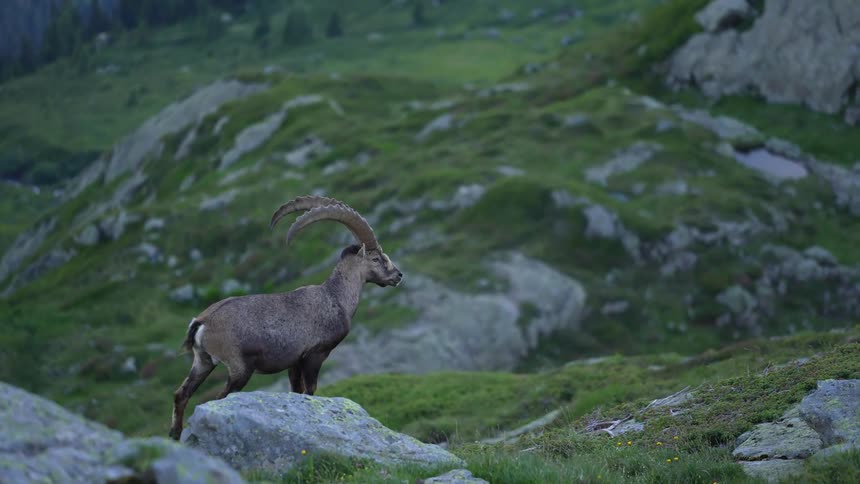 A ram walks across mountainous terrain