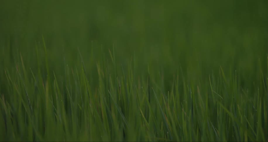 Green grass with a slight bit of light blows in the wind