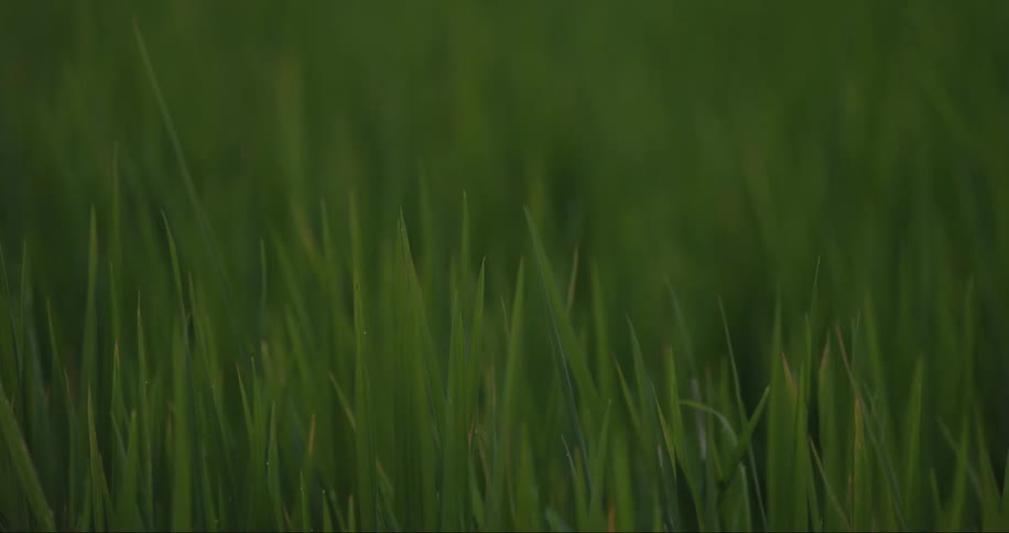Close up of long green grass blades waving in the wind