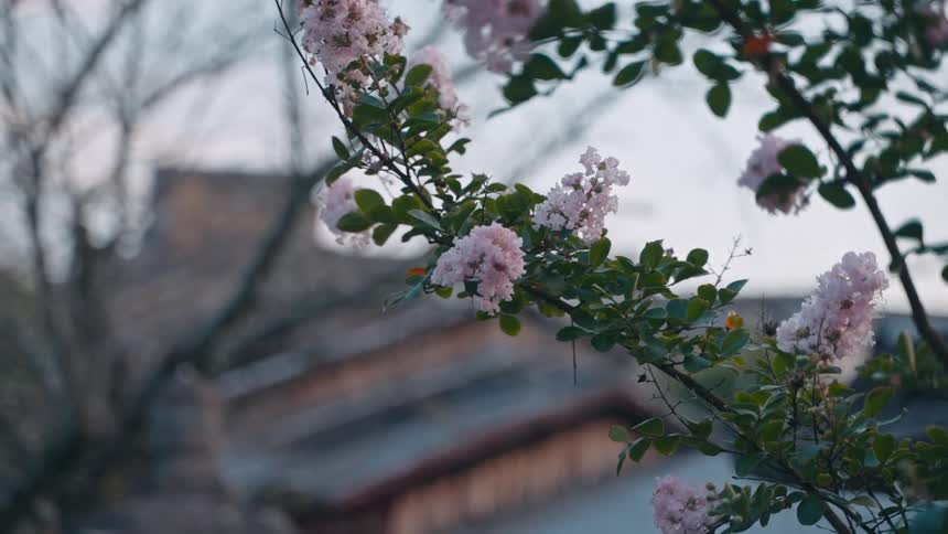 Small flowers begin to bloom on a tree branch outside of an asian style temple
