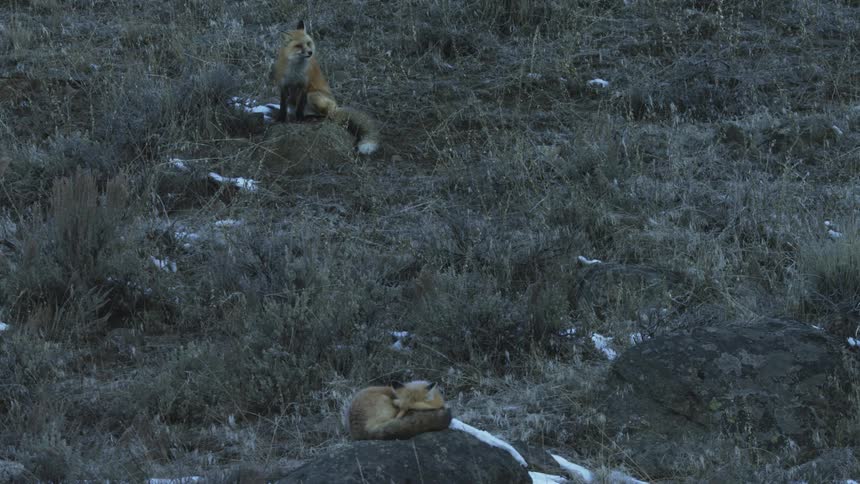 A small fox is curled up and sleeping while another stands attentively