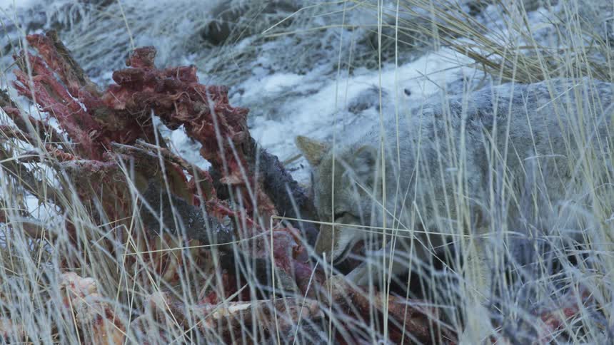 A coyote feeding on a carcass in the winter