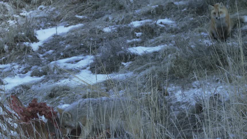 A coyote feeding off the carcass of an animal while a fox waits
