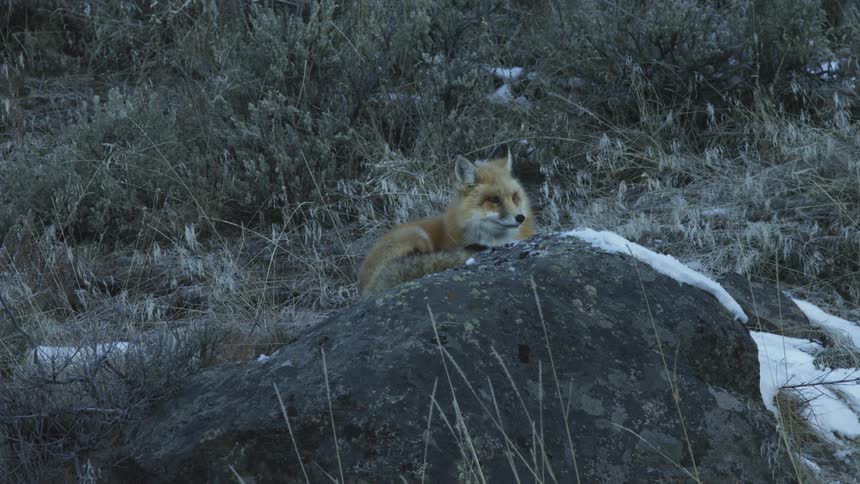 A fox on a large rock surrounded by snow and grass