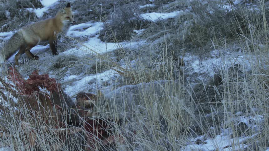 A coyote scares a fox off a carcass