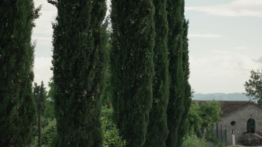 Tall thin trees standing before a house on a partly cloudy day