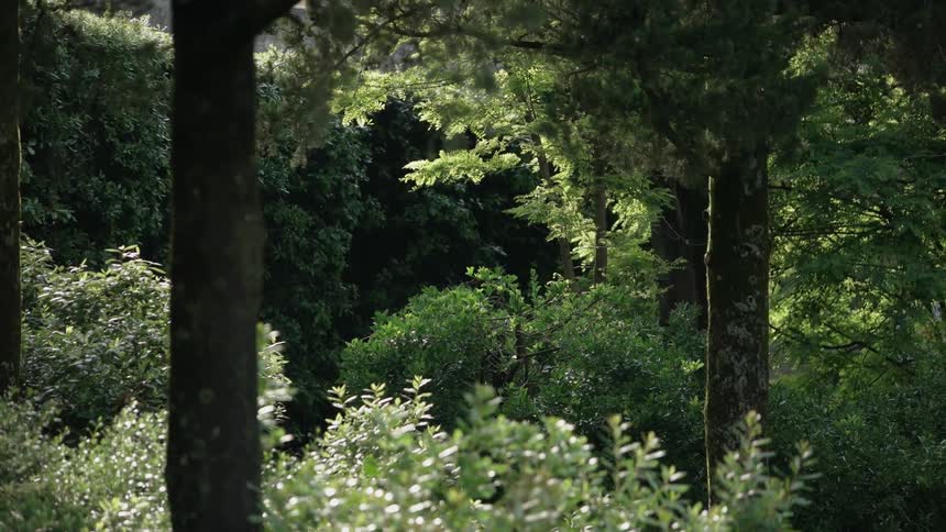 A crowded woods with trees and vines with some sunlight coming in