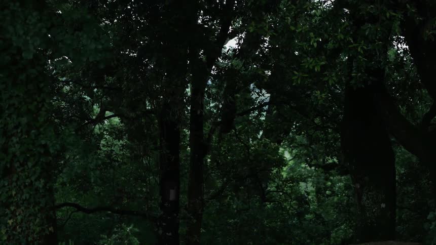 Dark scene of a forest that shows daylight beyond the trees