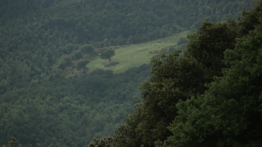 Trees cover a hillside except for one clear area in the distance