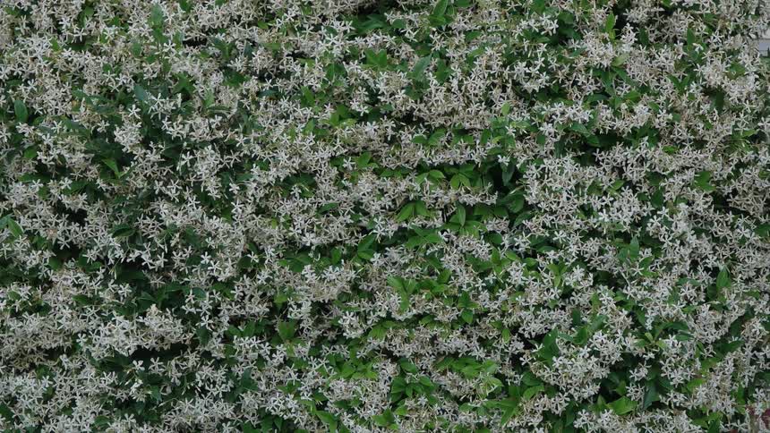 The branches of a bush filled with blossoms are swaying with the breeze